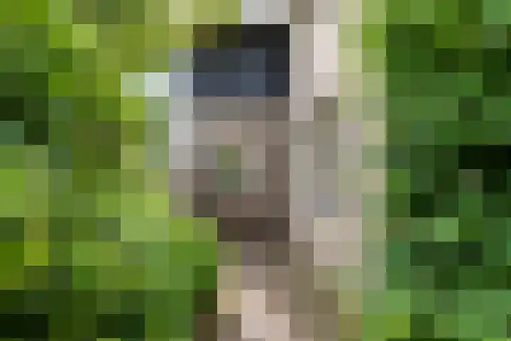 Heuvelweg 36 Vlagtwedde thumbnail 6