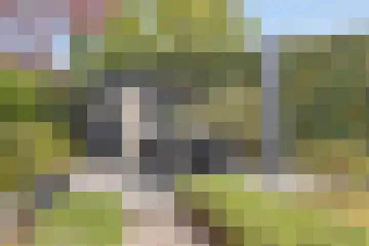 Heveland 3 Bergen op Zoom thumbnail 33