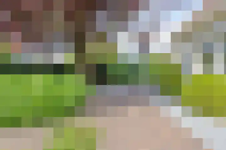 Hezelaar 35 Gemert thumbnail 48
