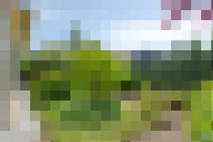 Hezelaar 35 Gemert thumbnail 50