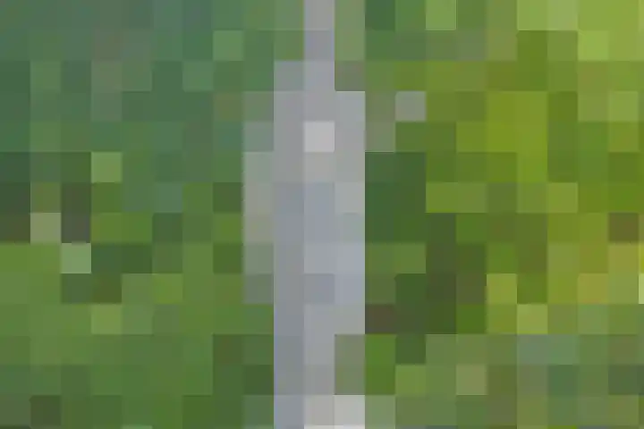 Hezelaar 35 Gemert thumbnail 51