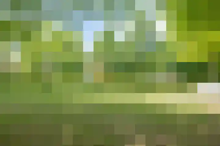 Hezelaar 35 Gemert thumbnail 53