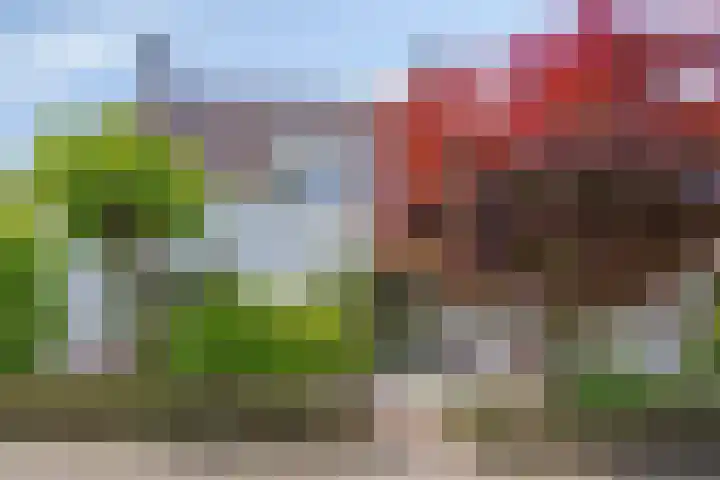 Hezelaar 35 Gemert thumbnail 7