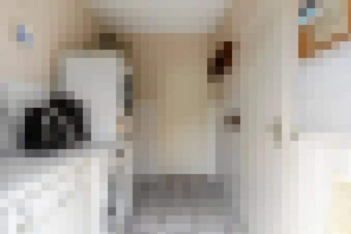 Hezelaar 45 Gemert thumbnail 13