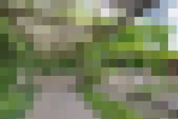 Hezelaarstraat 66 Veghel thumbnail 48