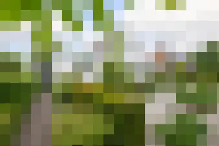 Hezelaarstraat 66 Veghel thumbnail 53