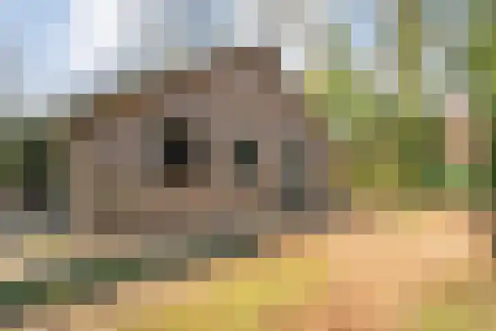 Hezenes 31 Diever thumbnail 10