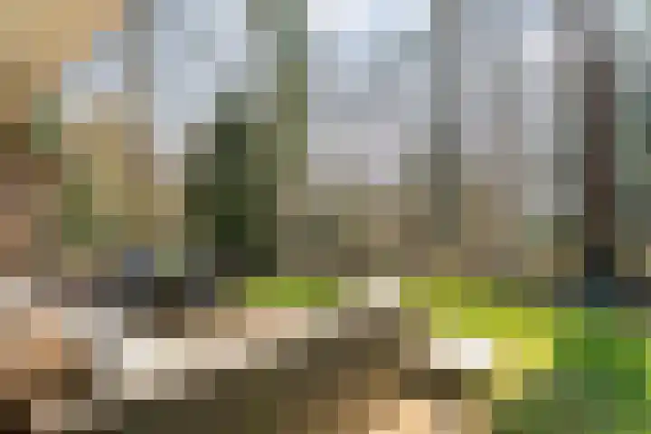 Hezenes 31 Diever thumbnail 28