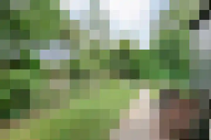 Hezenes 9 Diever thumbnail 33