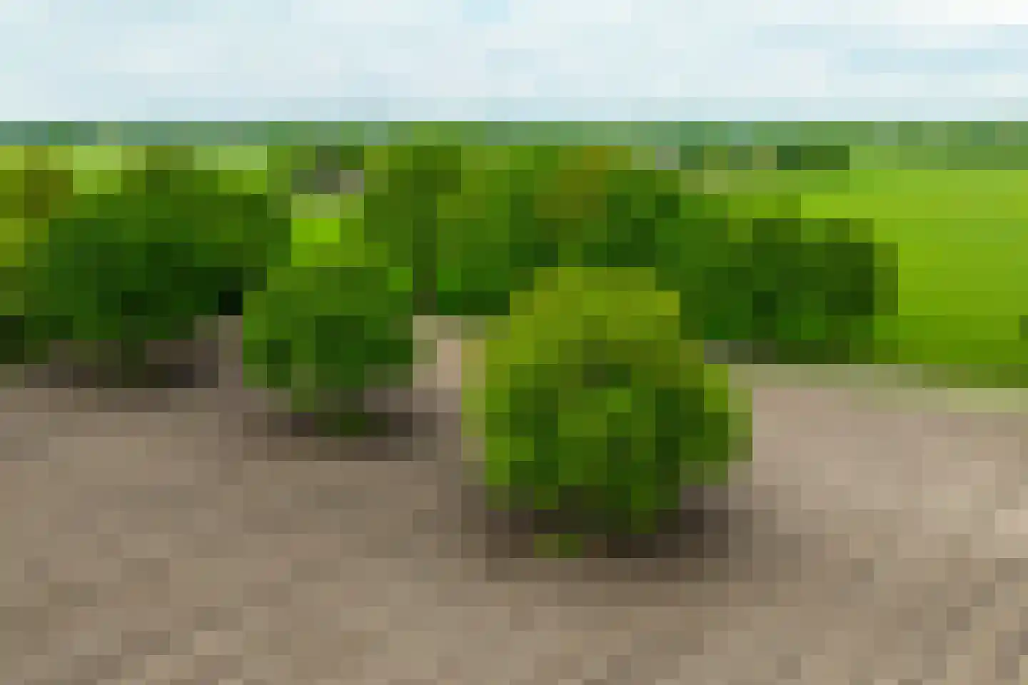 Hiddinkdijk 31 Heelweg thumbnail 57