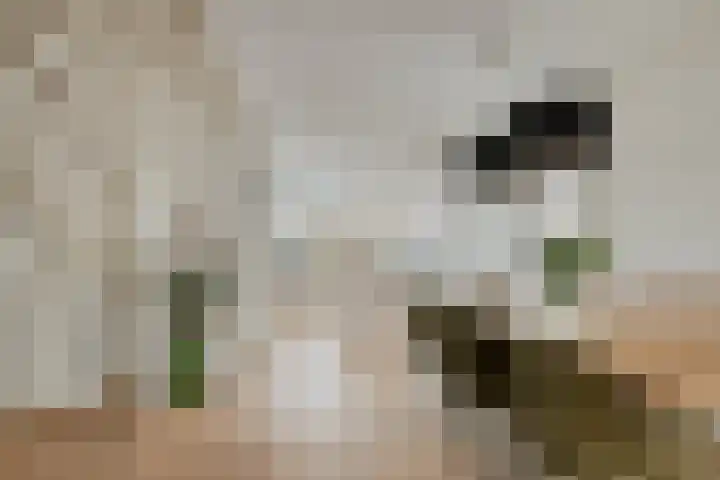 Hielbijl 47 Oosterhout thumbnail 9