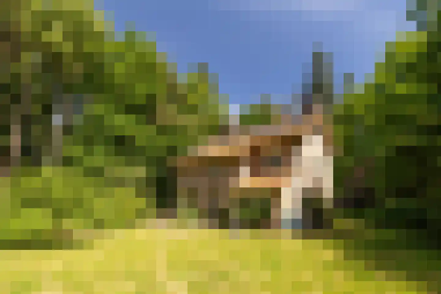 Hierderweg 19 Hulshorst thumbnail 12