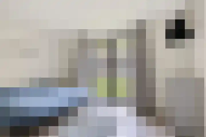Hijlekamp 2 Mook thumbnail 15