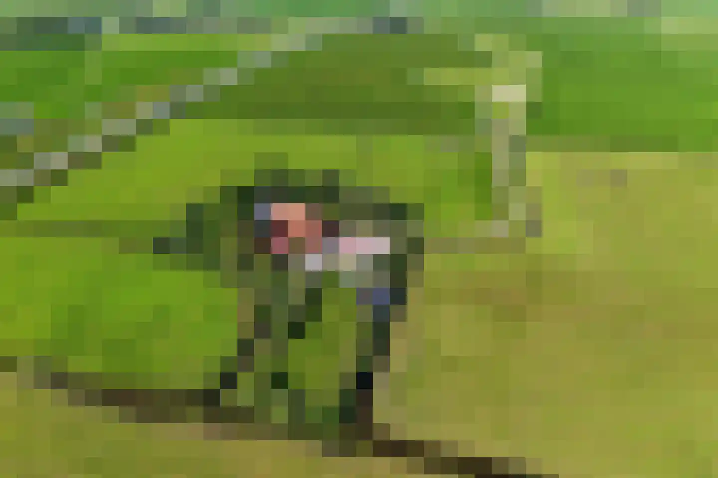Hilaerdermieden 1 Hilaard thumbnail 49