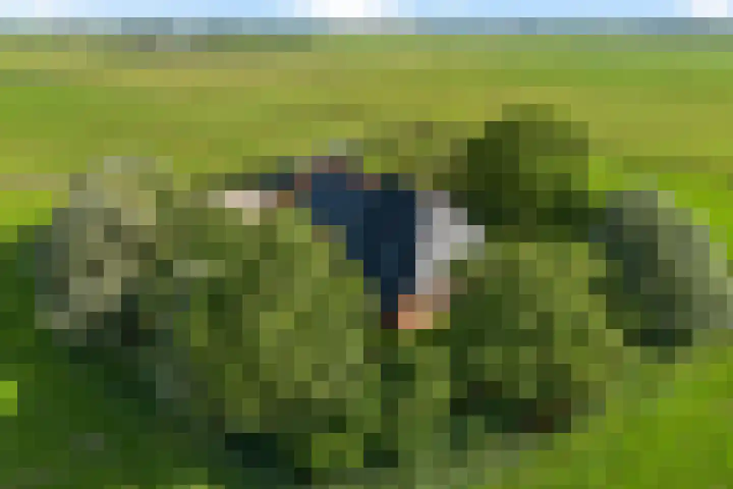 Hilaerdermieden 1 Hilaard thumbnail 50