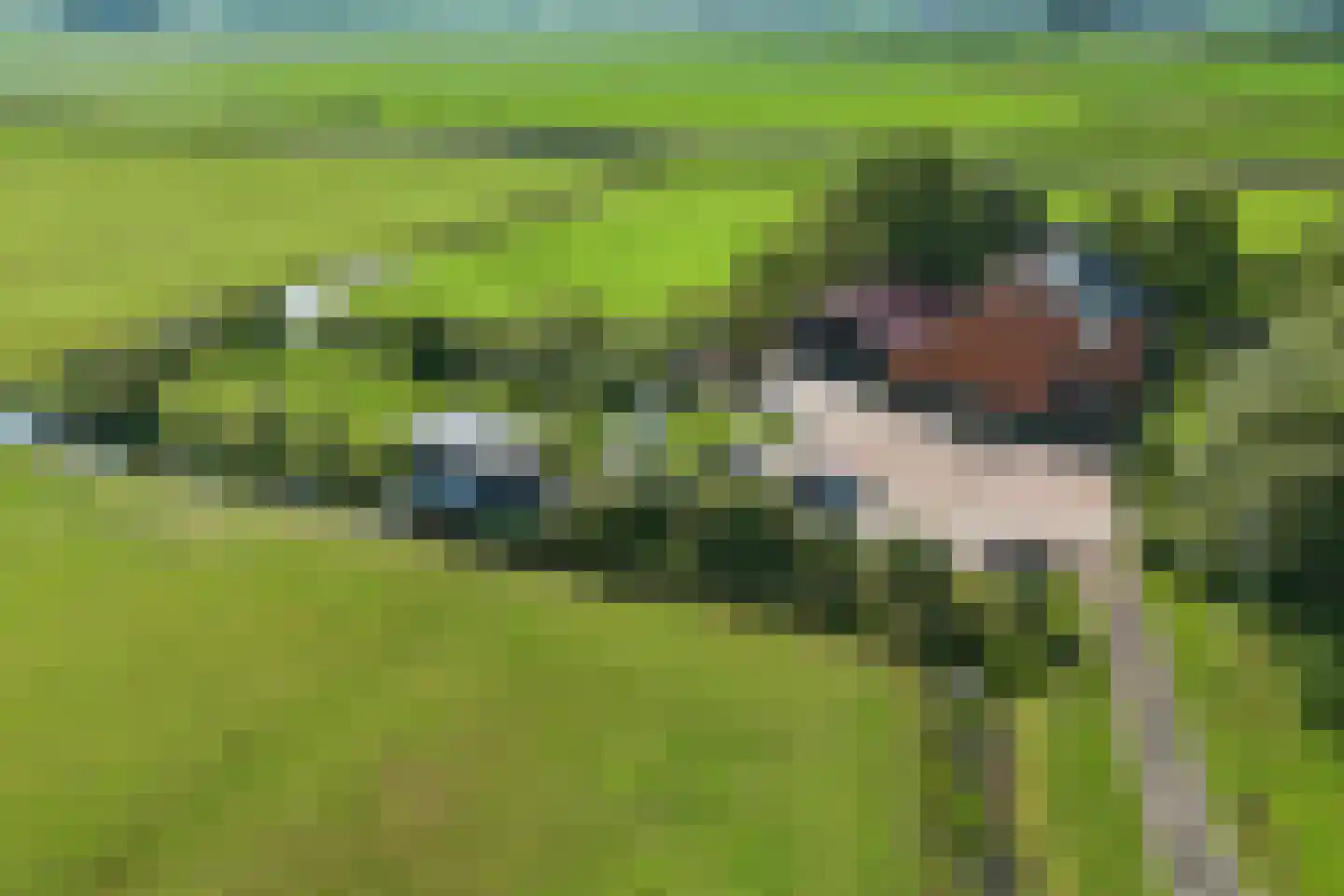 Hilaerdermieden 1 Hilaard thumbnail 51