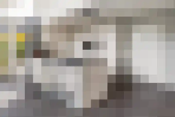 Hille Veenstrastrjitte 14 Kollumersweach thumbnail 20