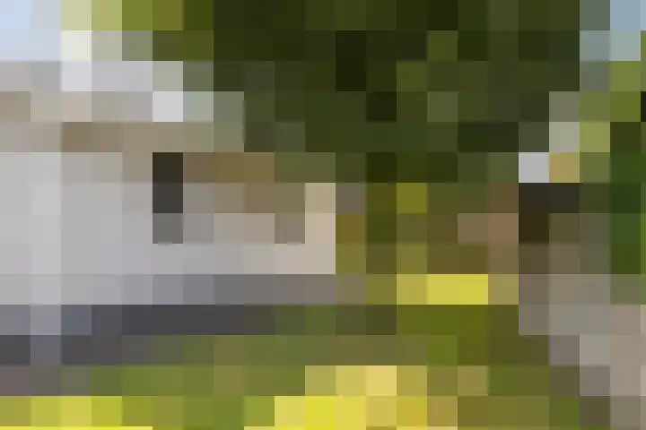 Hille Veenstrastrjitte 14 Kollumersweach thumbnail 39