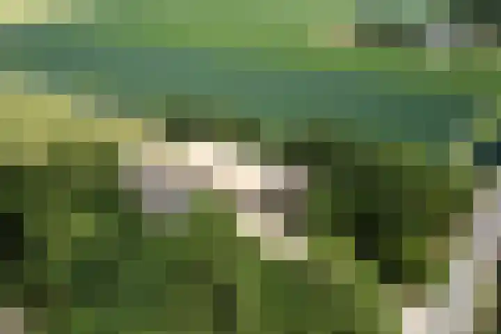 Hillsestraat 2 Babyloniënbroek thumbnail 7