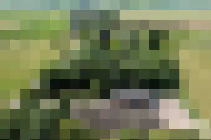 Hillsestraat 2 Babyloniënbroek thumbnail 8