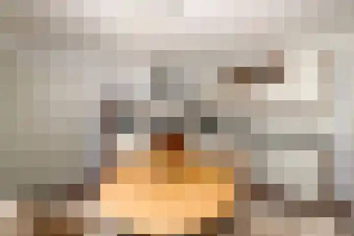 Himellof 6 Buitenpost thumbnail 13