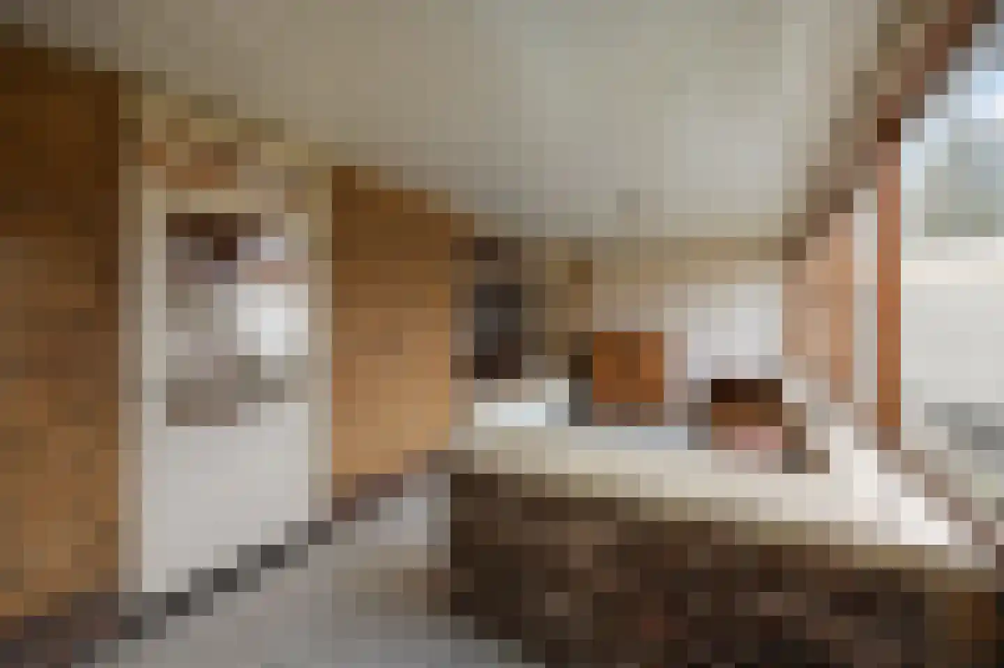 Hingenderstraat 64 Sint Joost thumbnail 17