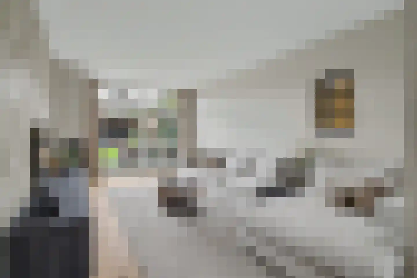 Hint 27 Eersel thumbnail 7