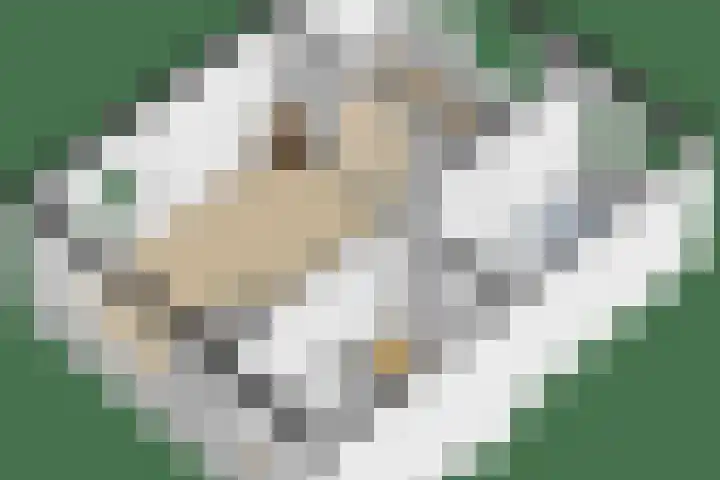 His van Botnialeane 10 Mantgum thumbnail 36