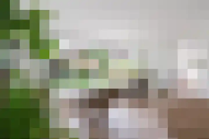 Hoatse de Jongstrjitte 10 Jelsum thumbnail 27