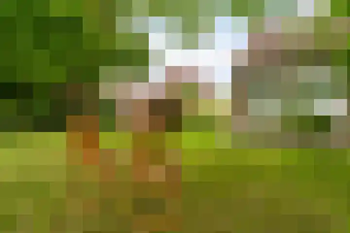 Hoatse de Jongstrjitte 10 Jelsum thumbnail 53