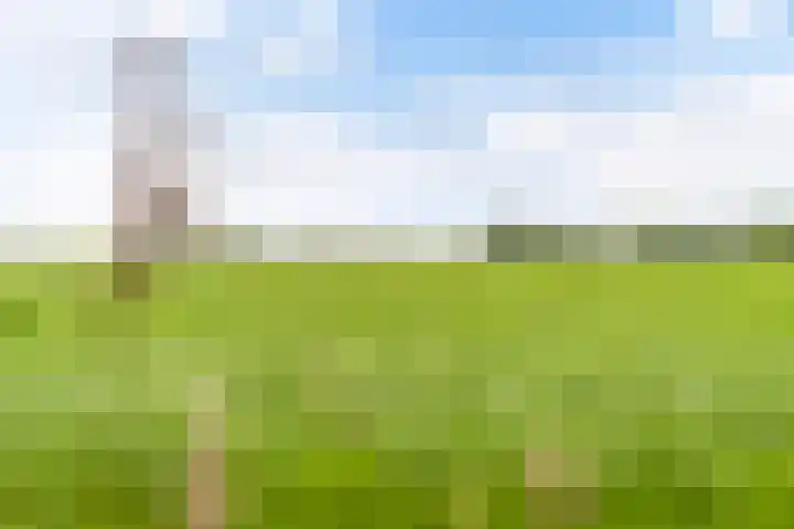 Hoatse de Jongstrjitte 10 Jelsum thumbnail 55