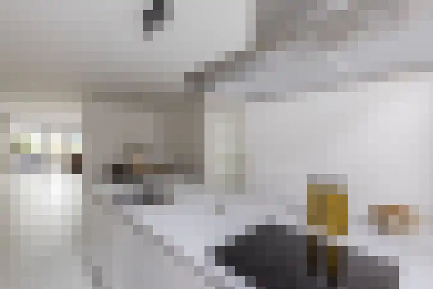 Hobo 11 Zaandam thumbnail 17