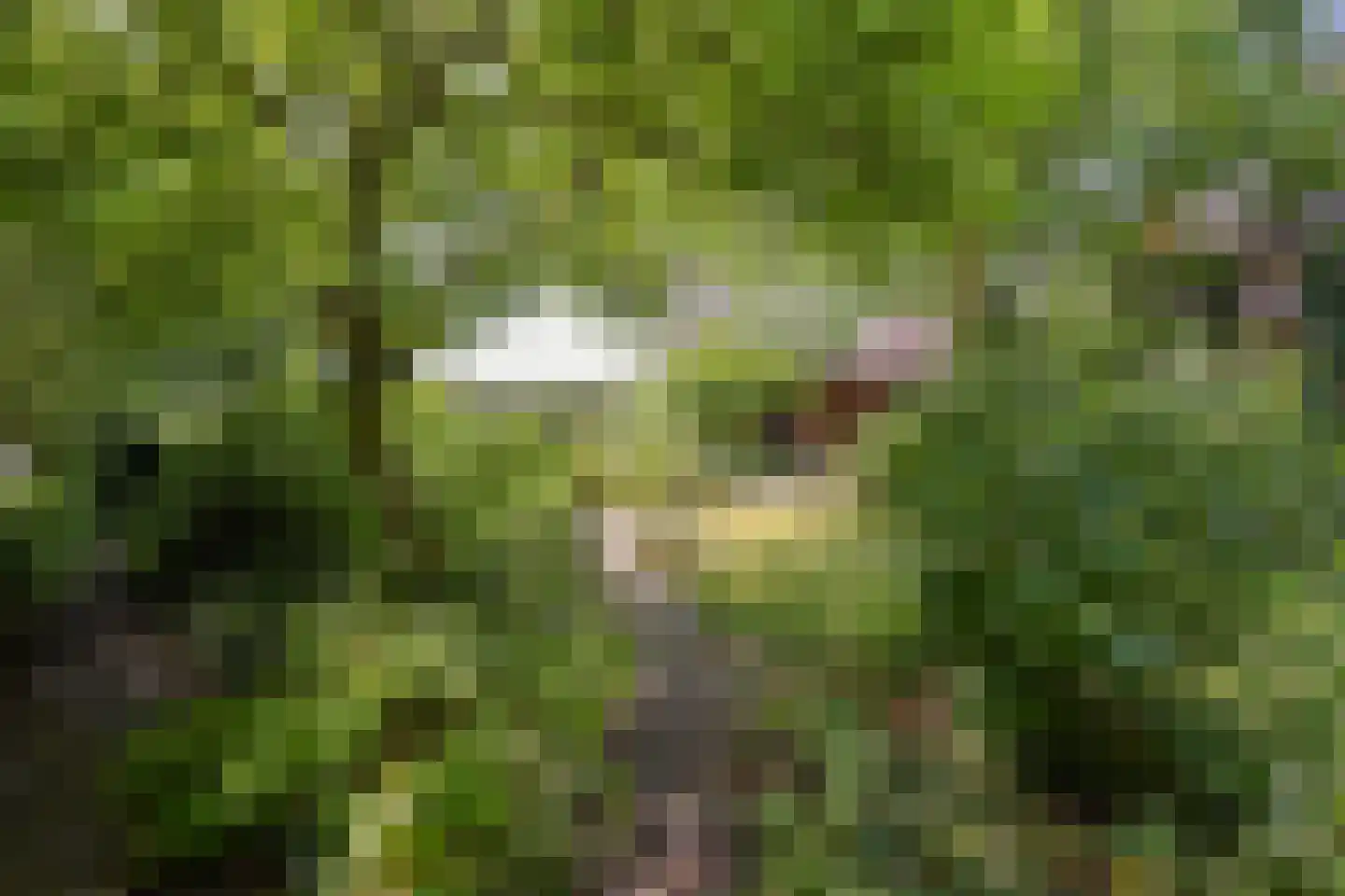 Hobrede 39 Hobrede thumbnail 59