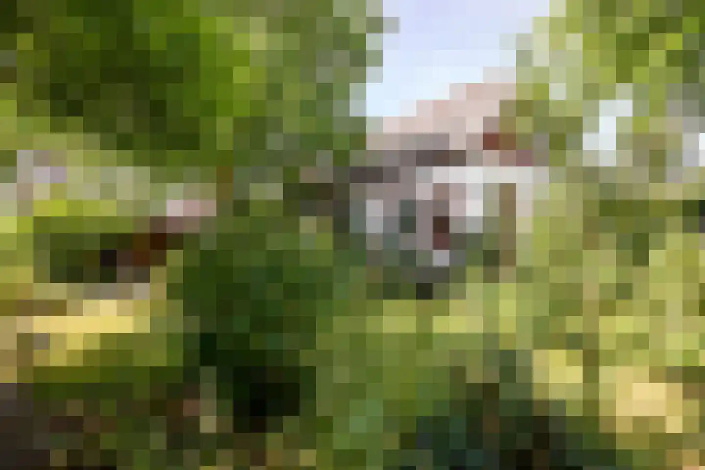 Hobrede 39 Hobrede thumbnail 70