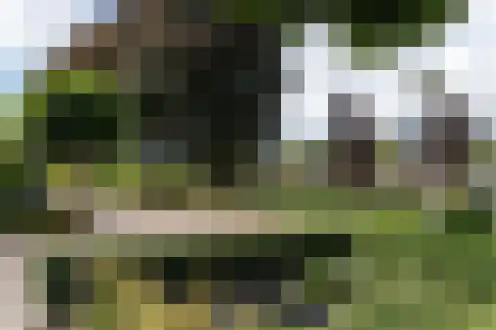 Hoefblad 10 Nieuwleusen thumbnail 50