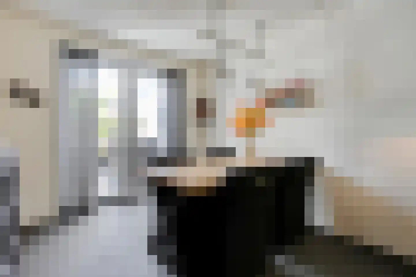 Hoefblad 12 Nieuwleusen thumbnail 16