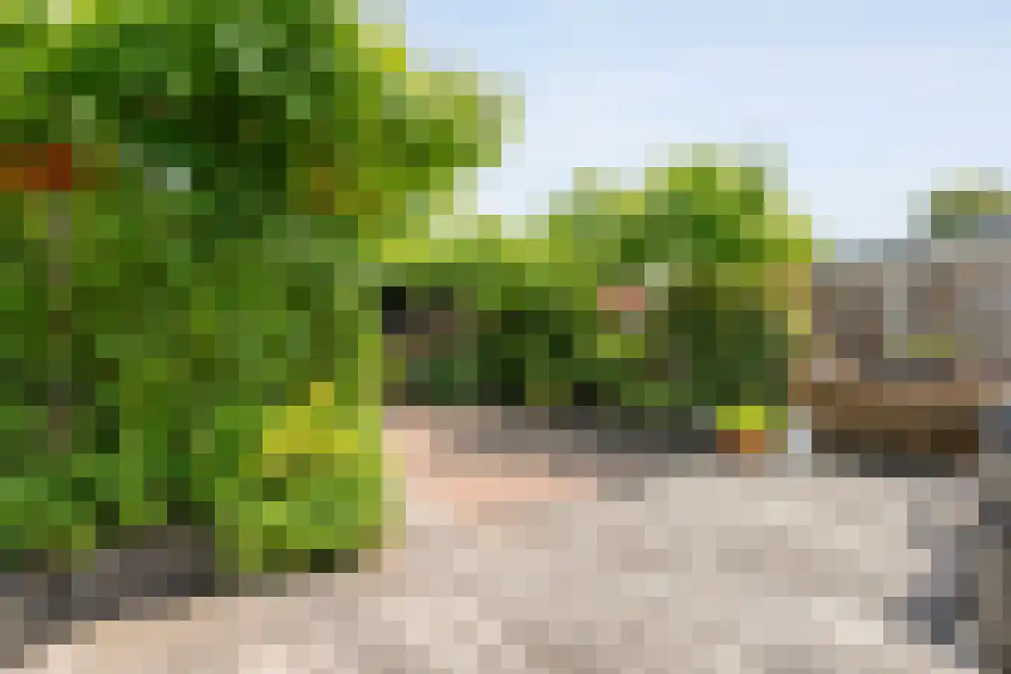 Hoefblad 12 Nieuwleusen thumbnail 49