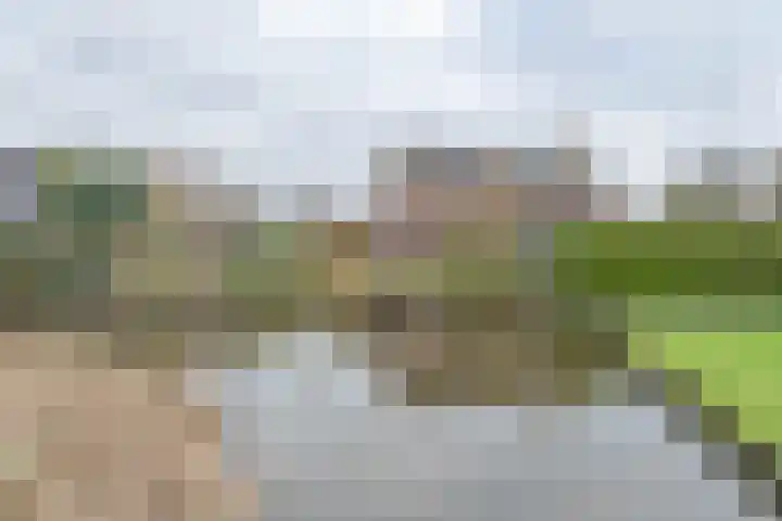 Hoefblad 13 Boskoop thumbnail 26