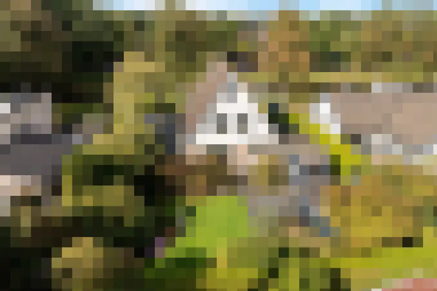 Hoefblad 15 Heerenveen foto 3