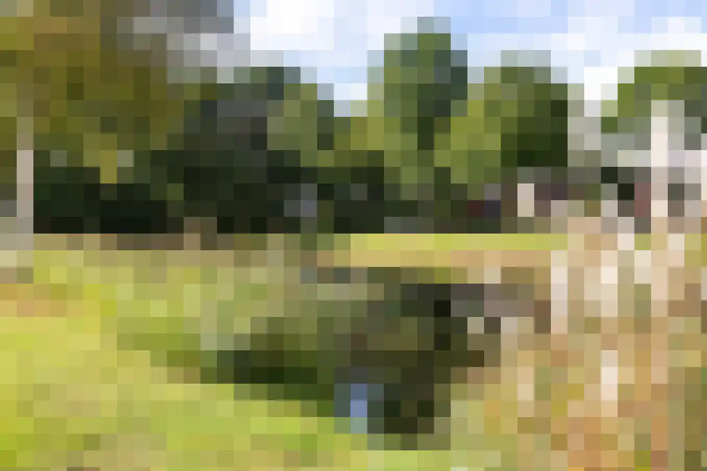 Hoefblad 15 Heerenveen thumbnail 41