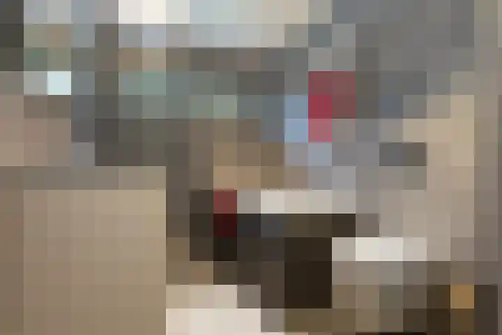 Hoefblad 27 Apeldoorn thumbnail 23