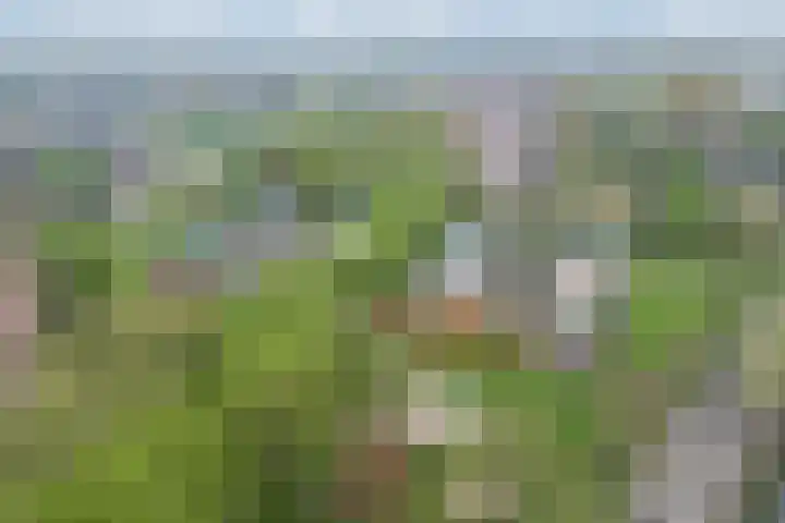 Hoefblad 27 Apeldoorn thumbnail 38