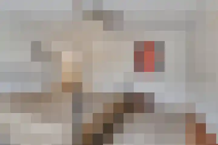 Hoefblad 28 Mierlo thumbnail 24