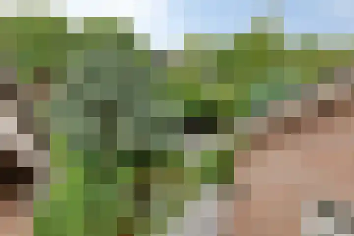 Hoefblad 28 Mierlo thumbnail 35