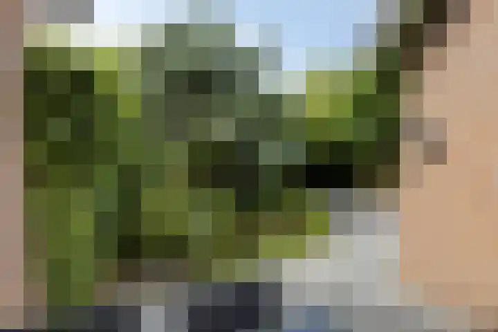 Hoefblad 28 Mierlo thumbnail 37