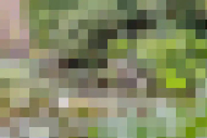 Hoefblad 28 Mierlo thumbnail 42