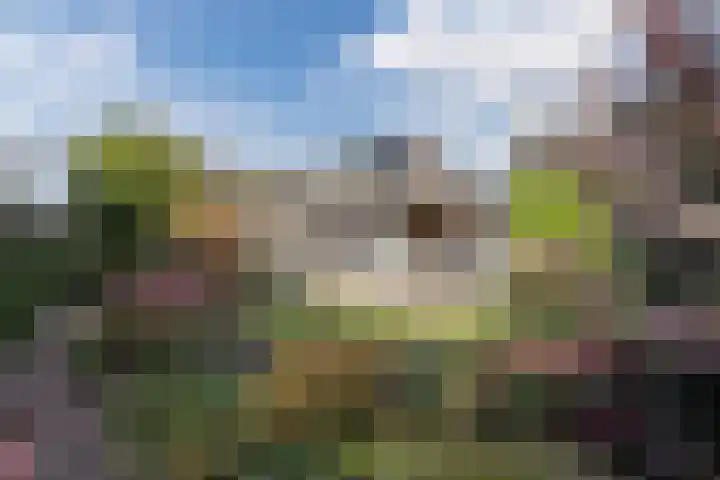 Hoefblad 32 Nieuwleusen thumbnail 38