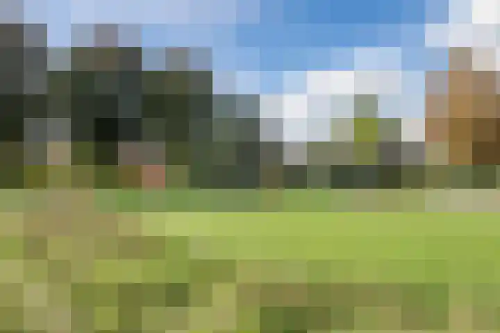 Hoefblad 32 Nieuwleusen thumbnail 51