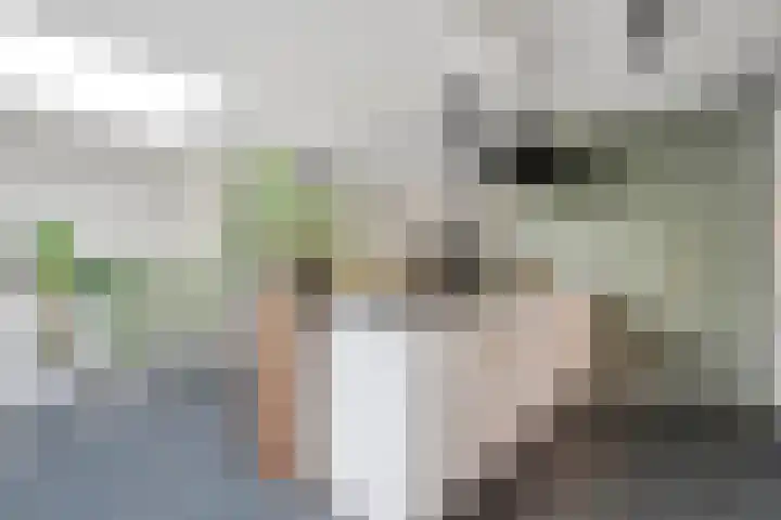 Hoefblad 36 Nieuwleusen thumbnail 16