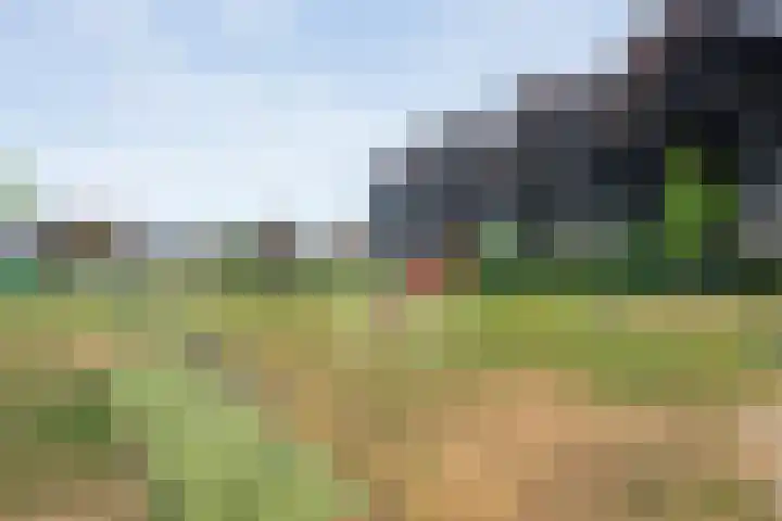 Hoefblad 36 Nieuwleusen thumbnail 50